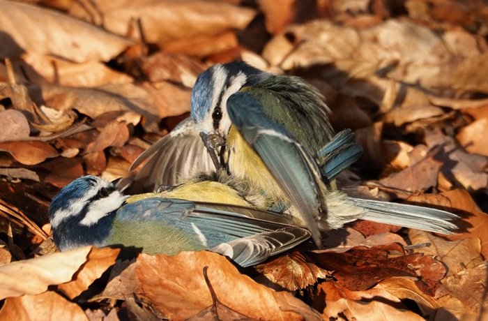 Kämpfende Blaumeisen, Parus caeruleus